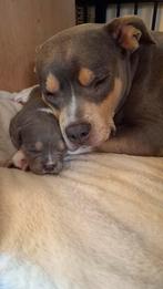 Tricolor bully puppy's, 8 tot 15 weken, Bulldog, Meerdere, Meerdere dieren