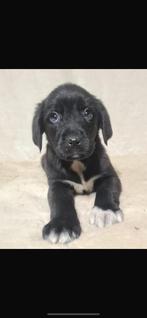 Leuke lieve puppy’s te koop 12 weken oud, CDV (hondenziekte), 8 tot 15 weken, Labrador retriever, Meerdere