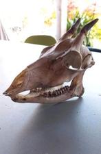 Reeënschedel schedel ree opgezet dier hert taxidermie, Ophalen of Verzenden, Gebruikt, Hert, Schedel