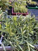 Boslathyrus, vaste Lathyrus bio, Volle zon, Vaste plant, Ophalen of Verzenden, Klimplanten