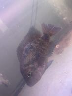 Vieja, Dieren en Toebehoren, Vissen | Aquariumvissen, Vis