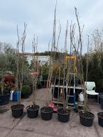 Japanse sierkers of amonigava zuilvorn 3 tak hoog 250 plus, Lente, 250 tot 400 cm, Zuilboom, Ophalen