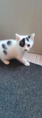 Kittens