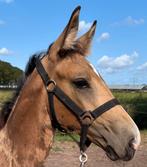 Kwaliteit en kleur prachtig NRPS valk hengst 1e premie! 😍, Dieren en Toebehoren, Paarden, Hengst, 0 tot 2 jaar