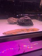 Tijgerbichir - Polypterus endlicheri, Vis, Zoetwatervis