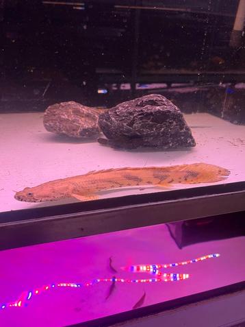Tijgerbichir - Polypterus endlicheri beschikbaar voor biedingen