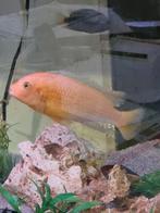 Rode zebra cichlide (Maylandia estherae), ook bekend als de, Dieren en Toebehoren, Vissen | Aquariumvissen