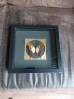 Opgezette vlinder in fraaie lijst, Ophalen of Verzenden, Zo goed als nieuw, Insect, Opgezet dier