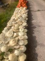 pompoenen, Tuin en Terras, Ophalen of Verzenden, Eenjarig, Overige soorten, Volle zon