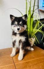 Pomsky F4  ( Husky / Pomeranian ), Particulier, Rabiës (hondsdolheid), 15 weken tot 1 jaar, Overige rassen