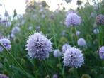 Vaste plant : Scabiosa lila 2 euro, Tuin en Terras, Planten | Tuinplanten, Vaste plant, Halfschaduw, Zomer, Ophalen