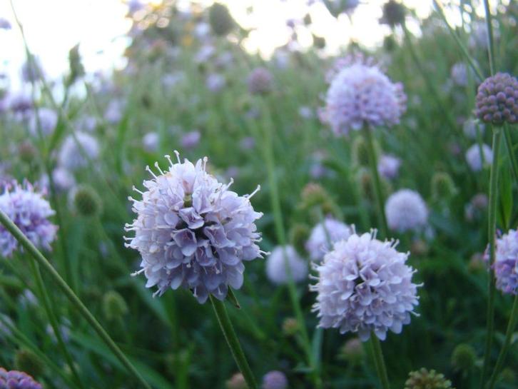 Vaste plant : Scabiosa lila 2 euro, Tuin en Terras, Planten | Tuinplanten, Vaste plant, Overige soorten, Halfschaduw, Zomer, Ophalen