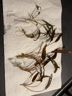*** TOP Aquarium plantjes Cryptocoryne beckettii Petchii ***, Ophalen of Verzenden, Zo goed als nieuw, Plant(en), Steen of Hout