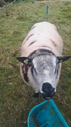 Ram, Dieren en Toebehoren, Schapen, Geiten en Varkens, Mannelijk, Schaap, 3 tot 5 jaar