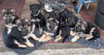 Prachtige raszuivere Duitseherder pups 6 weken nu reserveren, Dieren en Toebehoren, 8 tot 15 weken, Parvo, Meerdere, Meerdere dieren