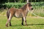 2 lieve NSPS hengsten veulens, Dieren en Toebehoren, Stalling en Weidegang