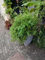 Aangeboden twee bakken met bamboe en een bananenplant., Ophalen, Bloeit niet, Overige soorten, Halfschaduw