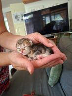 Siberische kittens, Dieren en Toebehoren, Katten en Kittens | Raskatten | Langhaar, Meerdere dieren, Gechipt, 0 tot 2 jaar