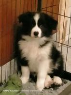Border Collie pup reu, Collie, Meerdere, Meerdere dieren, Nederland