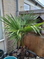 Winterharde palmbomen., Ophalen, Volle zon, Palmboom, 100 tot 250 cm