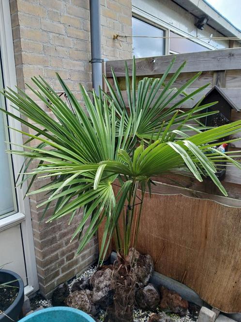 Winterharde palmbomen., Tuin en Terras, Planten | Bomen, Palmboom, 100 tot 250 cm, Volle zon, Ophalen