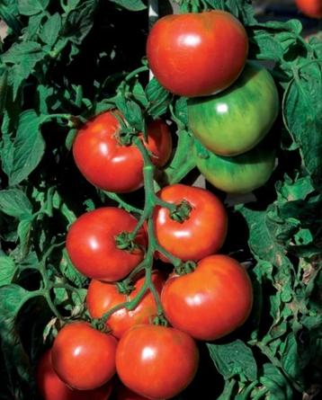tomatenplanten, pyros f1 en dattolime f1 beschikbaar voor biedingen