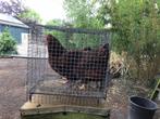 Trio wyandotte krielen, Dieren en Toebehoren, Pluimvee