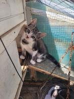 Boerderij kittens, Dieren en Toebehoren