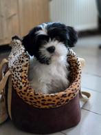 Prachtige sociale boomer pups!!, Dieren en Toebehoren, Overige rassen, 8 tot 15 weken, Meerdere, Meerdere dieren