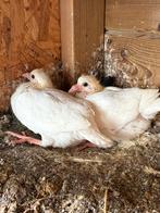 Witte postduiven, Dieren en Toebehoren, Meerdere dieren, Kip