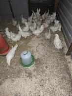 Jonge witte leghorns, volop aan de leg, Vrouwelijk, Kip
