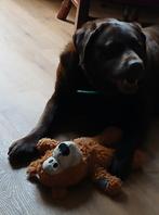 Honden oppas aangeboden 🐕🐶