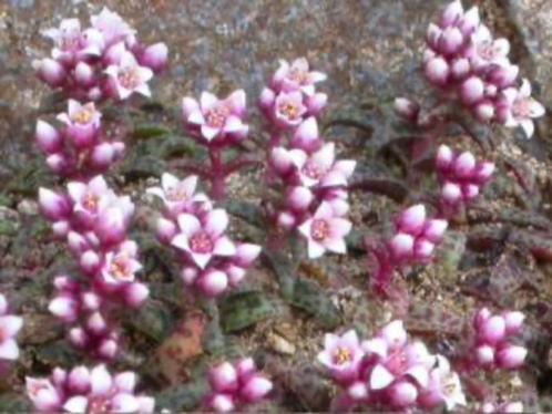Crassula Exilis herkomst Zuid Afrika potmaat 11cm, Huis en Inrichting, Kamerplanten, Vetplant, Minder dan 100 cm, Bloeiende kamerplant