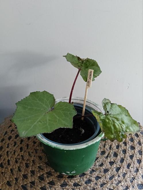 Klein hoefblad +++Ruil mij!!+++, Tuin en Terras, Planten | Tuinplanten, Volle zon, Zomer, Ophalen