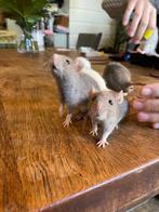 Dwergratjes, rittens, mannelijk, korthaar & velveteen., Dieren en Toebehoren, Knaagdieren, Rat, Mannelijk, Juli, Tam