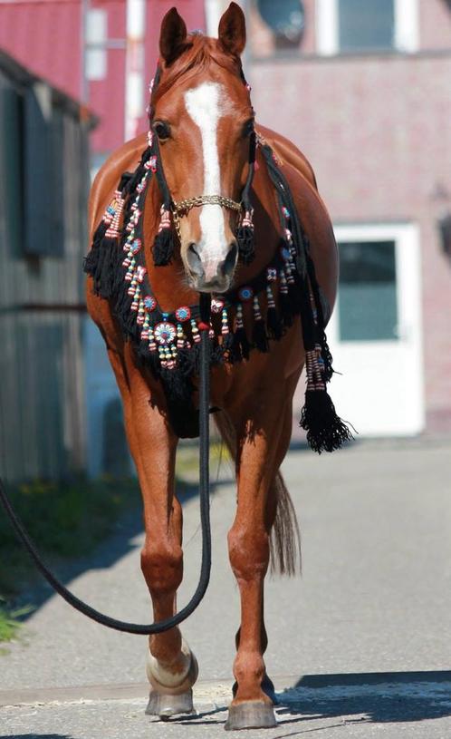 Origineel arabisch showtuig, Dieren en Toebehoren, Paarden en Pony's | Hoofdstellen en Tuigage, Zo goed als nieuw, Overige soorten