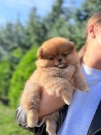 Pomeriaan | Pomeranian | Pup | FCI | Teefje | Dwergkees, Dieren en Toebehoren, 8 tot 15 weken, Buitenland, Teef, Eén hond