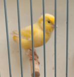 kanarie oranje man, 2025, Mannelijk, Kleurkanarie