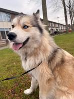 Husky mix teefje, Dieren en Toebehoren, Parvo, Teef, Poolhond, Eén hond