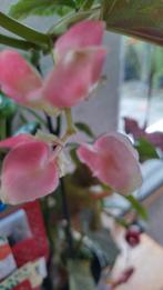 Grote begonia met roze bloemen
Deze is 1 meter hoog
Ophalen, Ophalen, Halfschaduw, Minder dan 100 cm