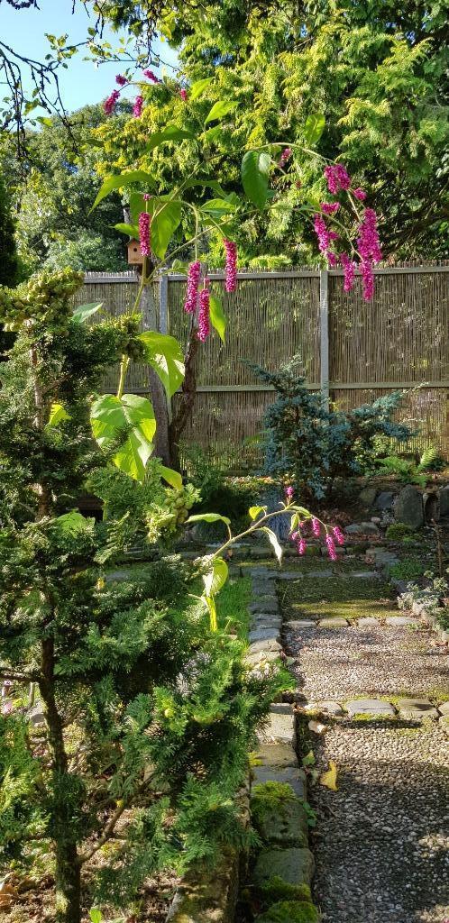 Polygonum ( Persicaria) Oriëntalis 20 zaden. Bio, Tuin en Terras, Bloembollen en Zaden, Zaad, Najaar, Volle zon, Ophalen of Verzenden