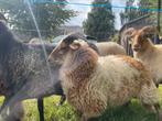 Drents heide schaap ram lammeren, Dieren en Toebehoren, Schapen, Geiten en Varkens, Mannelijk, Schaap, 0 tot 2 jaar