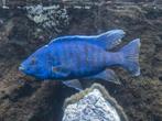 Malawi cichliden - Volwassen koppeltje, Dieren en Toebehoren, Vis