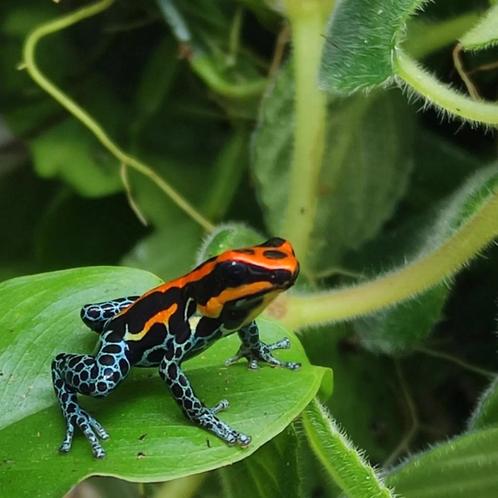 Ranitomeya amazonica 'Iquitos red', Dieren en Toebehoren, Reptielen en Amfibieën, Amfibie