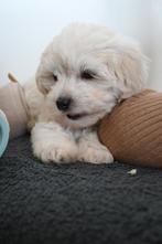 Maltipoo puppy's, Dieren en Toebehoren, Honden | Chihuahua's en Gezelschapshonden, Rabiës (hondsdolheid), Overige rassen, 8 tot 15 weken