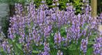 Salvia officinalis / Echte salie🌿, Tuin en Terras, Planten | Tuinplanten, Halfschaduw, Zomer, Vaste plant, Ophalen of Verzenden