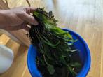 Javavaren, aquarium plant, Dieren en Toebehoren, Ophalen, Nieuw, Plant(en), Steen of Hout