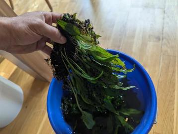 Javavaren, aquarium plant beschikbaar voor biedingen
