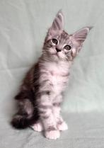 Main coon kittens, Dieren en Toebehoren, Katten en Kittens | Raskatten | Langhaar, Meerdere dieren, Gechipt, 0 tot 2 jaar