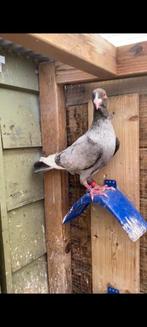 Duiven vermist, Dieren en Toebehoren, Vogels | Duiven